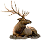 elk stag